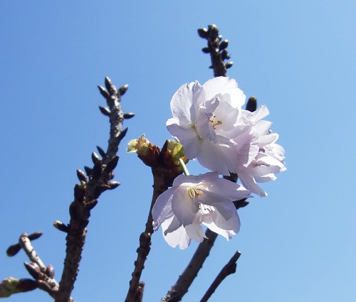 宮崎で桜開花